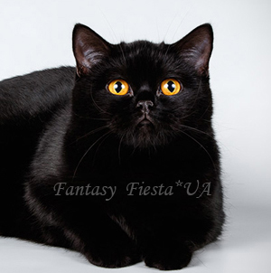 ���������� ������ �����