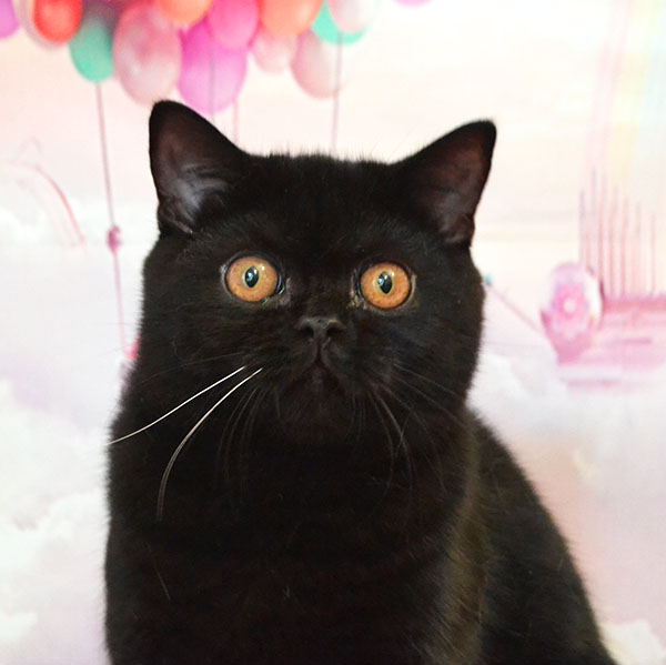 ���������� ������ �����