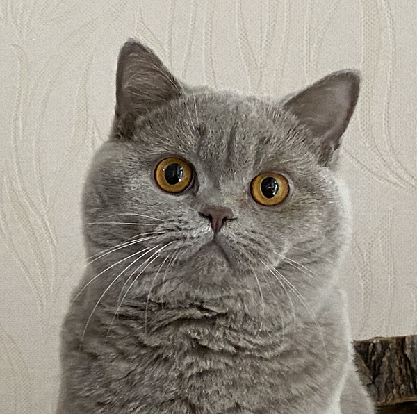 ���������� ������ �����