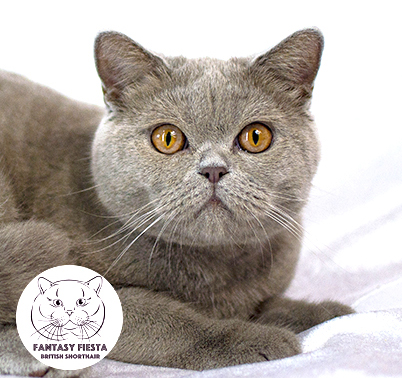 ���������� ������� �����