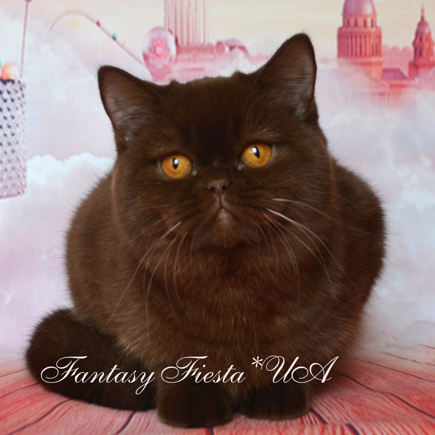 ���������� ���������� �����