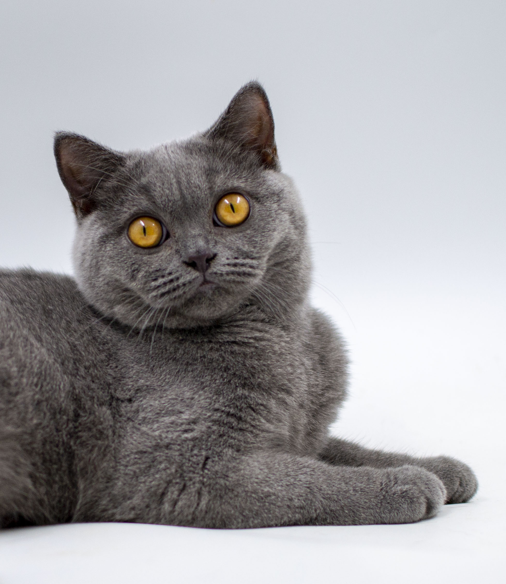 ���������� ������� �����