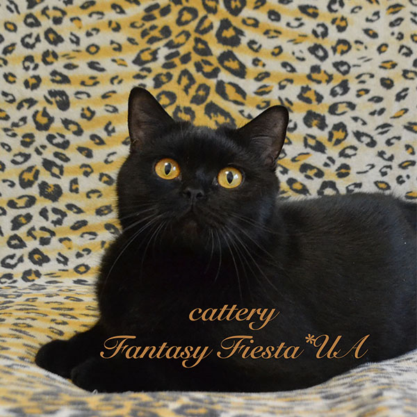 ���������� ������ �����