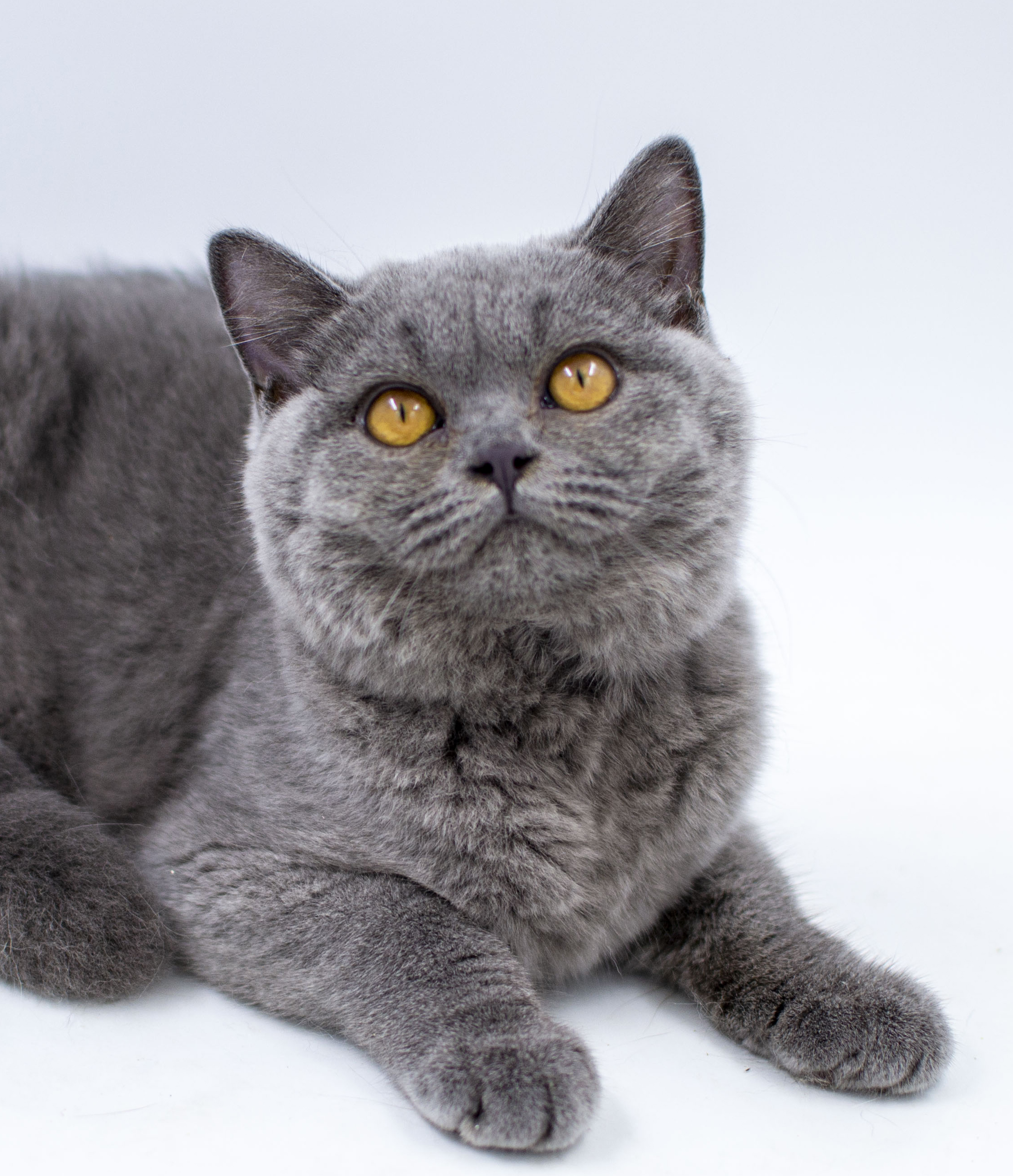 ���������� ������� �����