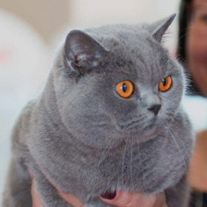 ���������� ������� �����