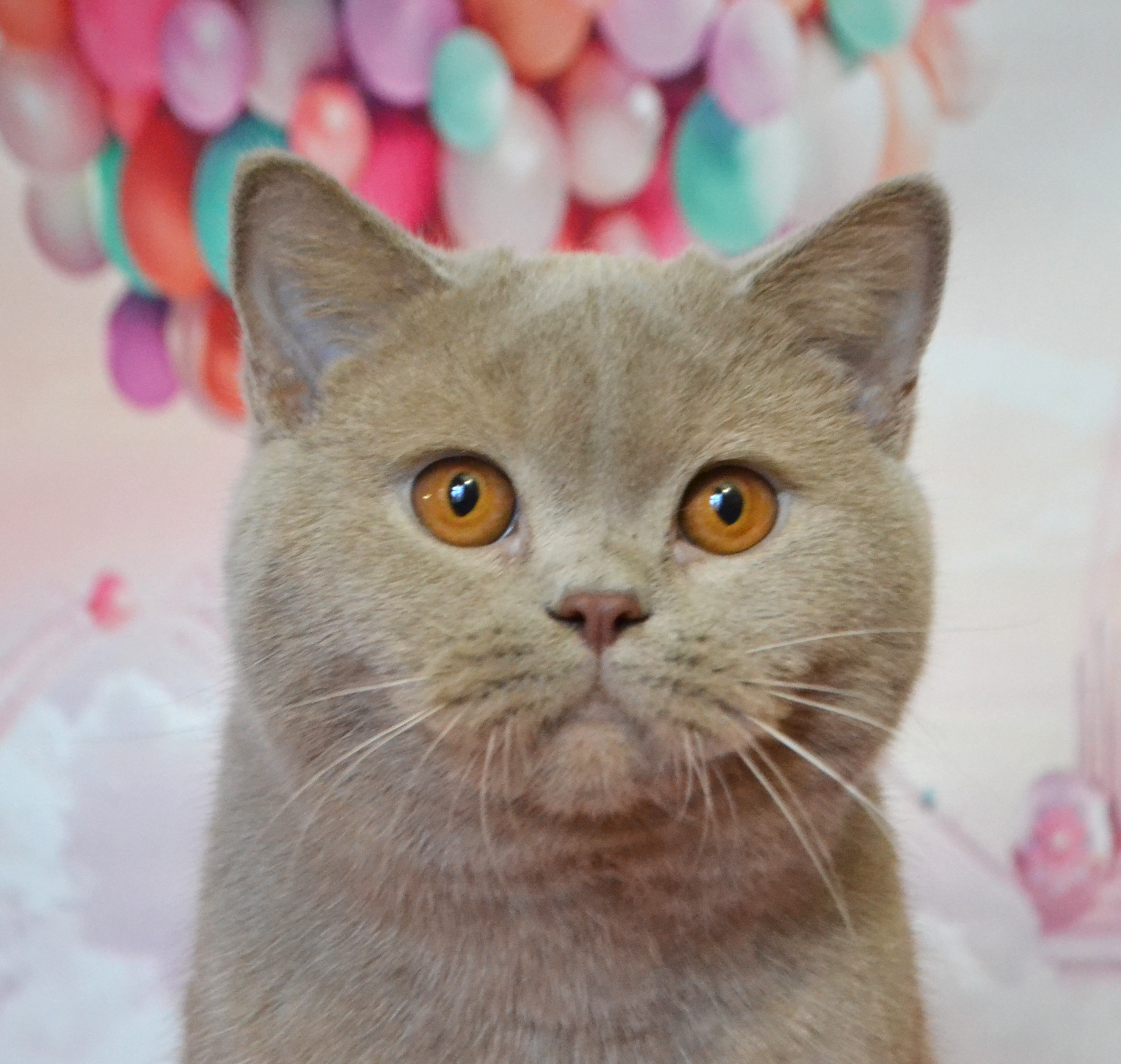 ���������� ������� �����