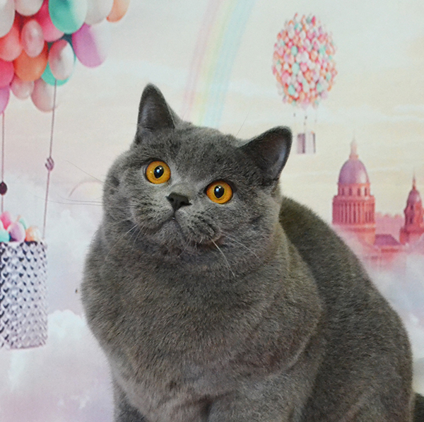 ���������� ������� �����