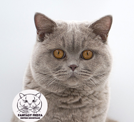 ���������� ������� �����