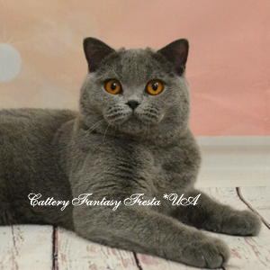 ���������� ������� �����