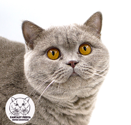 ���������� ������� �����