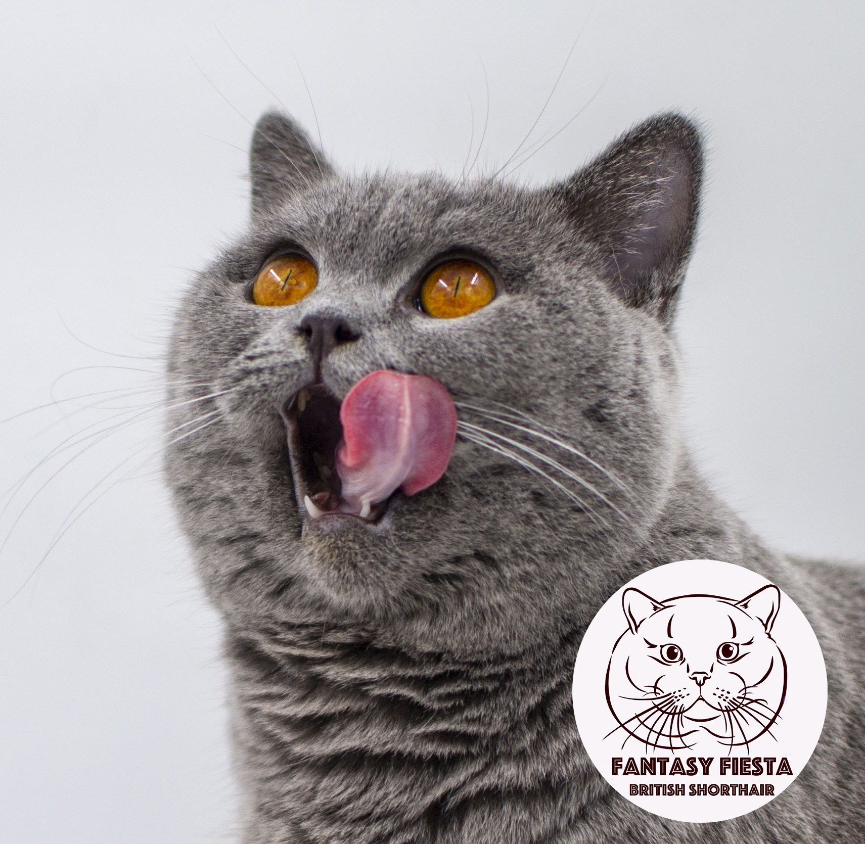 ���������� ������� ����� ������� ������