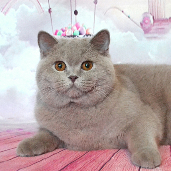 ���������� ������� �����