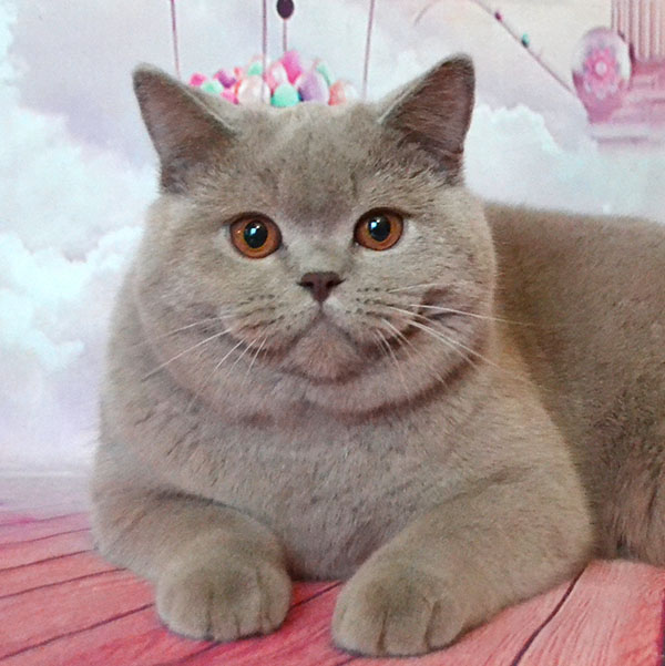 ���������� ������� �����