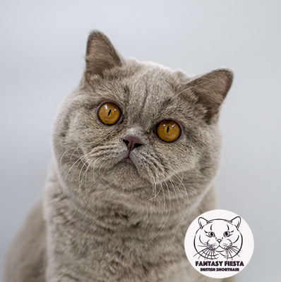 ���������� ������� �����