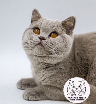 ���������� ������� ����� ������� ������