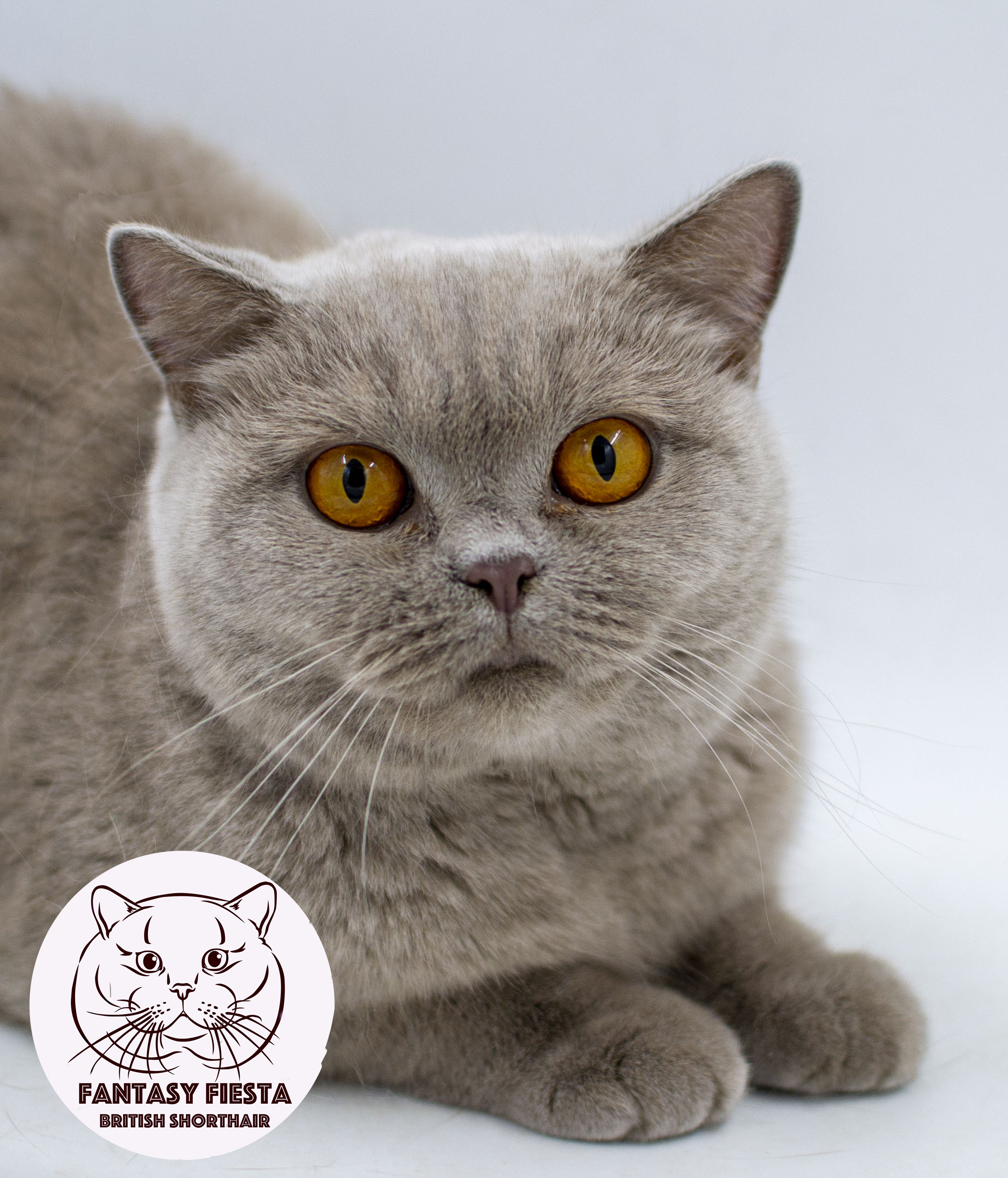 ���������� ������� ����� ������� ������