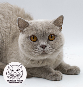 ���������� ������� �����