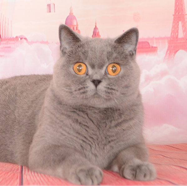 ���������� ������� �����