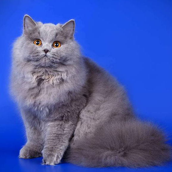 ���������� ������� �����