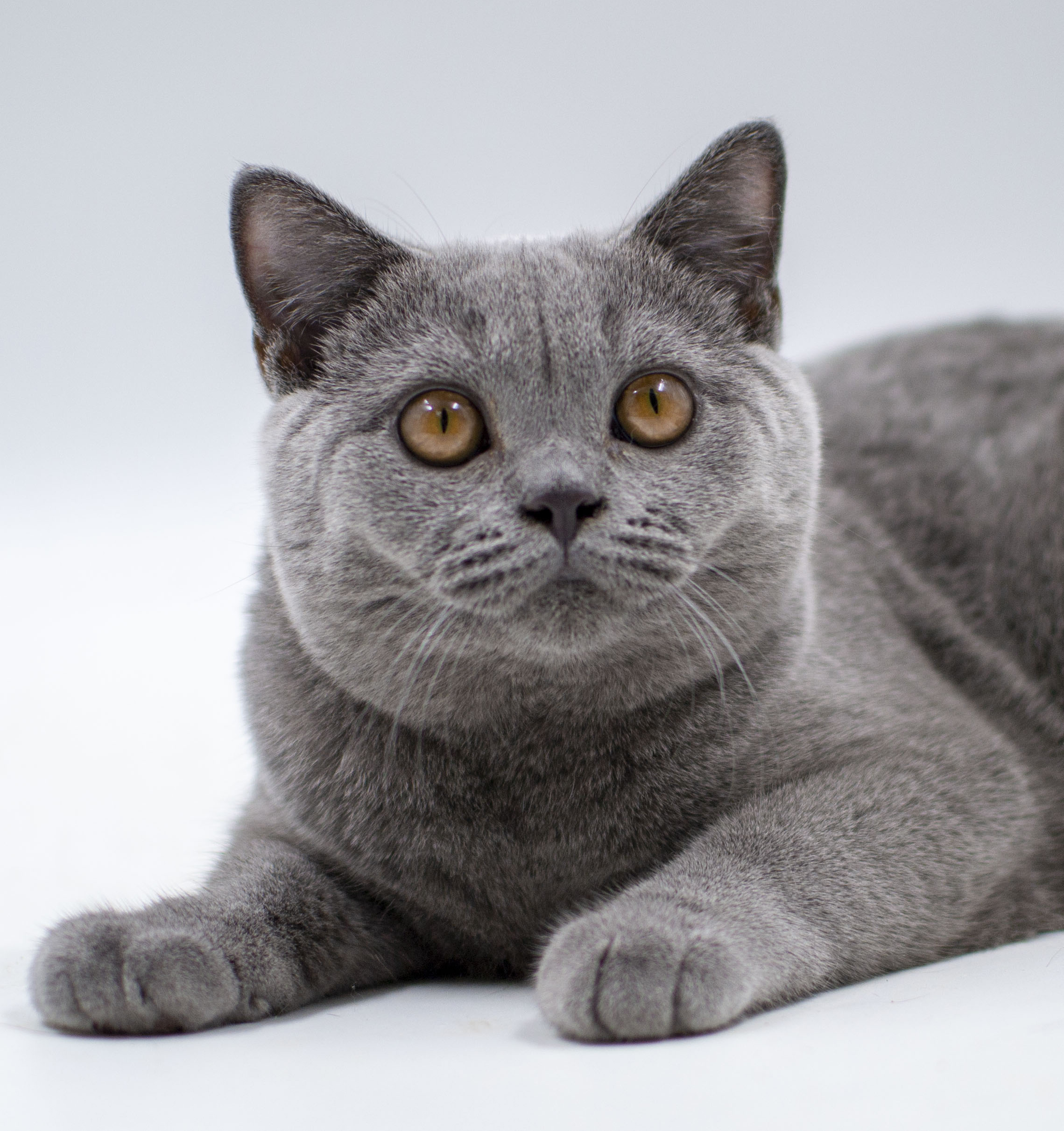 ���������� ������� �����