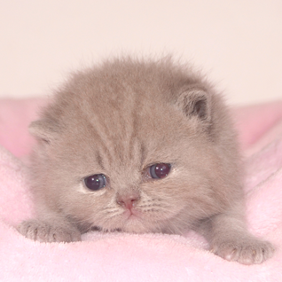 ���������� ������� �������