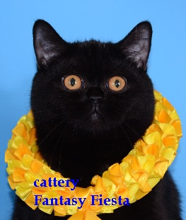 ���������� ������ �����