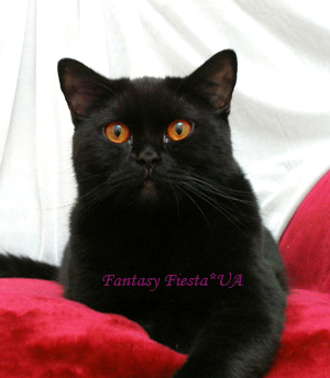 ���������� ������ �����