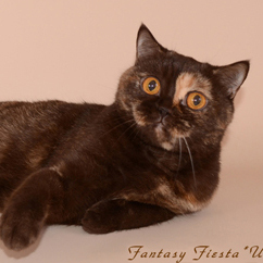 ���������� ����������� �����