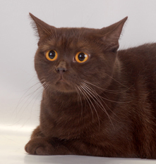 ���������� ����������� �����