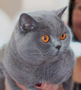 ���������� ������� �����