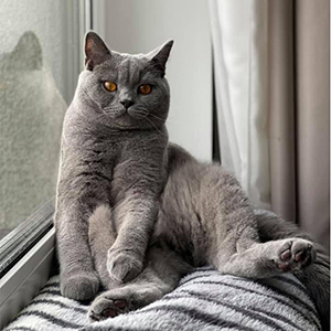 ���������� ������� �������