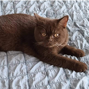 ���������� ���������� �������