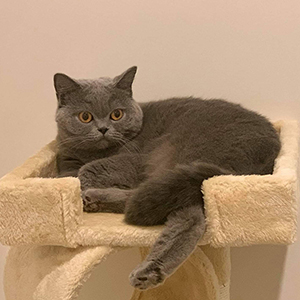 ������� ���������� ������� ������