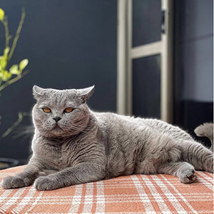 ���������� ������� �����