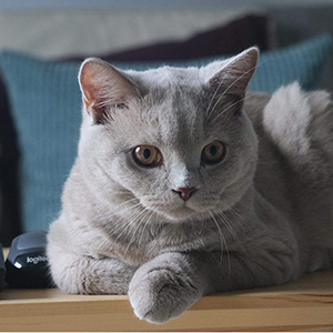 ���������� ������� �������