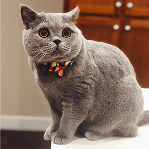 ���������� ������� �������