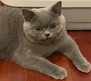 ���������� ������� �������