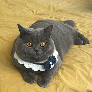 ������� ���������� ������� ����