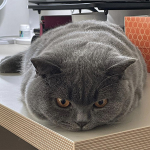 ���������� ������� �������