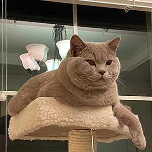 ������� ���������� ������� �������