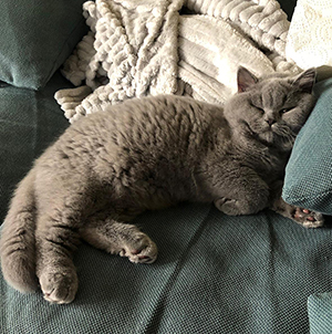 ���������� ������� �������