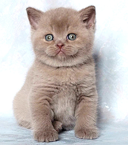 ���������� ������� �����  ������� ������