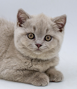 ���������� ������� �����  ������� ������