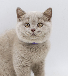 ���������� ������� �����  ������� ������