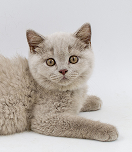 ���������� ������� �����  ������� ������