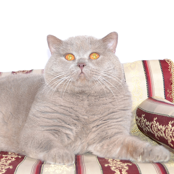 ���������� ������� ���