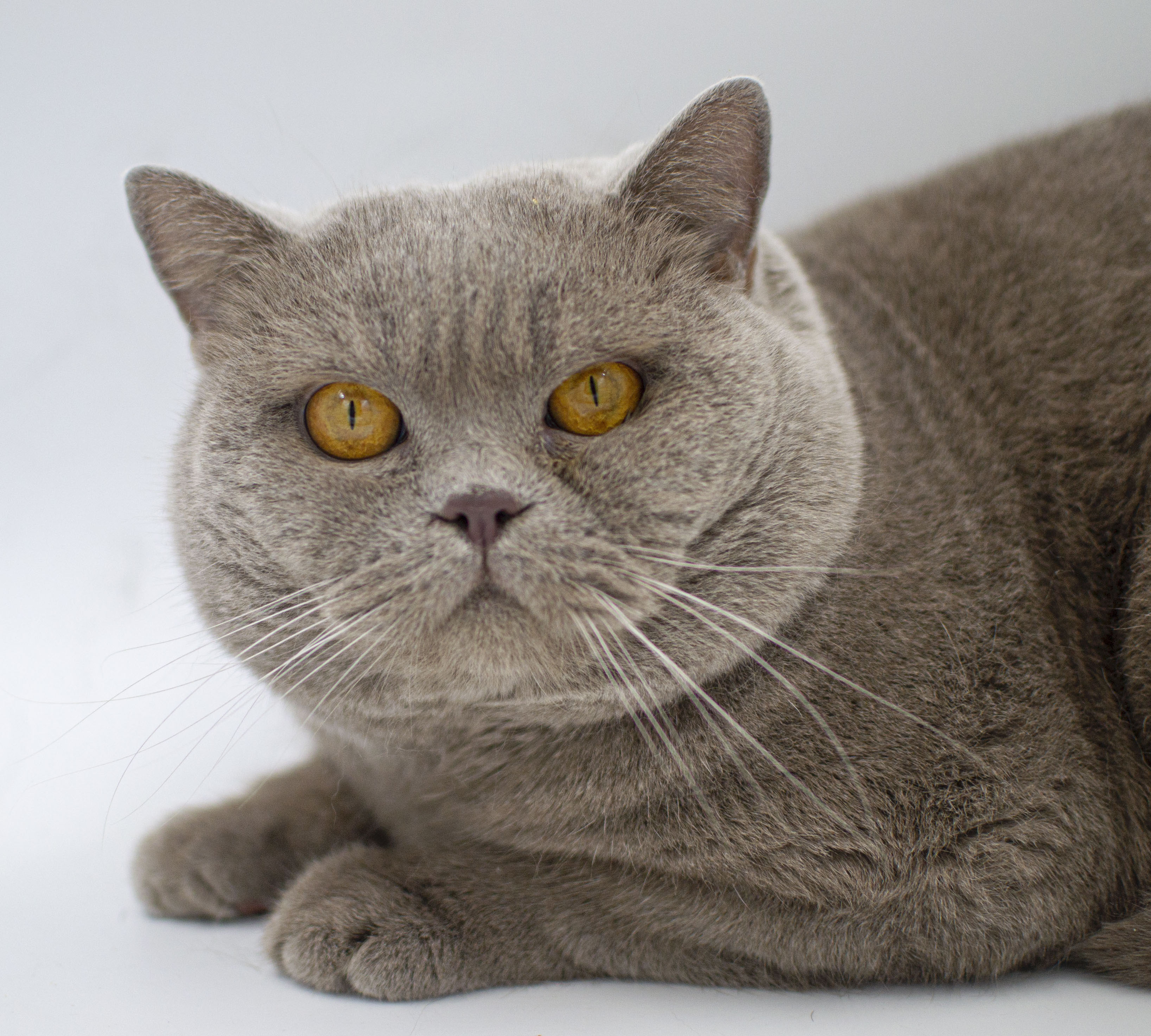 ���������� ��� �������