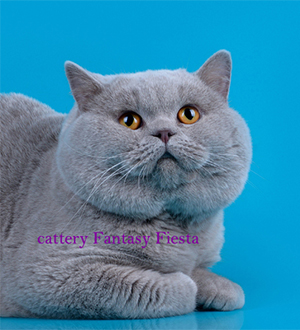 ���������� ������� ���