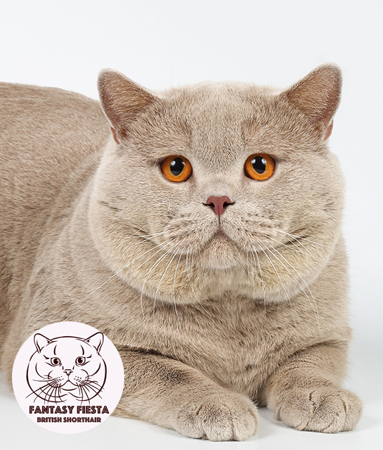 ���������� ��� ����