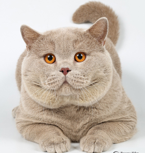 ���������� ��� ������ ����